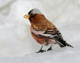 Rosy-Finch, Gray-crowned