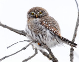 Owl, Northern Pigmy