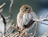 Owl, Northern Pigmy