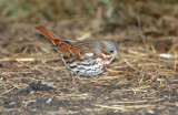 Sparrow, Red Fox (Taiga)