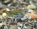 Ovenbird