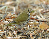 Ovenbird