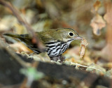 Ovenbird