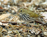 Ovenbird