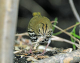 Ovenbird