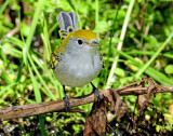 Warbler, Chestnut-sided (First year female)