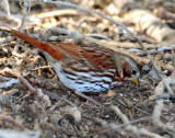 Sparrow, (Red) Fox