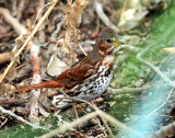 Sparrow, (Red) Fox