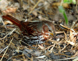 Sparrow, (Red) Fox