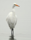 Egret Great D-020.jpg