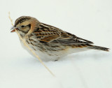 Longspur, Lapland