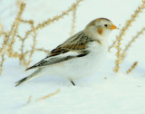 Bunting Snow D-060.jpg