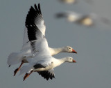 Comparison-Lesser Snow & Rosss Geese (not photoshopped)