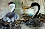Grebe, Westerm and Clarks
