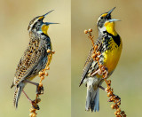 Meadowlark, Western