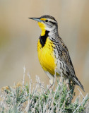 Meadowlark, Western