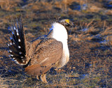 Sage Grouse D-064.jpg