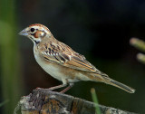 Sparrow Lark D-001.jpg