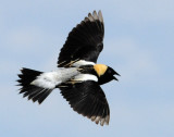 Bobolink 