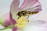 The hoverfly