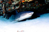 WHITETIP REEF SHARKS
