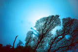 太陽光 