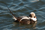 Long Tail Duck-3