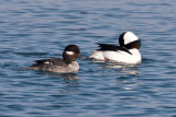 Male and Female Buffle head-3