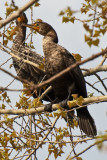 Comorants in Tree