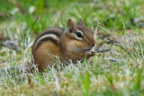 Chipmunk