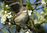 Sylvia communis, Common Whitethroat, Trnsngare