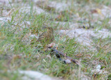 Antus petrosus, Rock pipit, Skrpiplrka