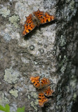Polygonum c-album, Comma Butterfly, Vinbrsfuks