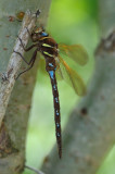 Aeshna grandis, Brown Hawker, Brun mosaikslnda