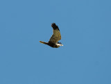 Circus aeruginosus, Western March Harrier, Brun krrhk