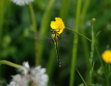 Gomphus vulgatissimus, Club-tailed Dragonfly, Sandflodslnda