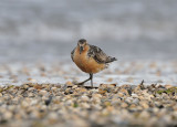 Calidris canutus, Red Knot, Kustsnppa