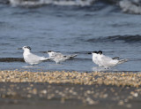 Sterna sandvicensis, Sandwich Tern, Kentsk trna