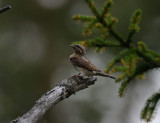 Jynx torquilla, Eurasian Wryneck, Gktyta