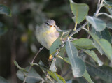 Phylloscopus trochilus, Willow Warbler, Lvsngare