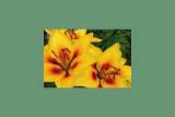 Lily