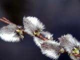Springtime