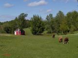 Rockland Horses ~ Annapolis Valley, N.S.