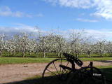 Apple Blossoms ~ Nova Scotia