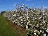 Apple Blossom Time ~ Annapolis Valley, Nova Scotia