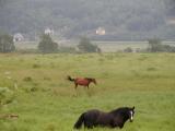Margaree ~ CBI