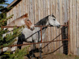 Afternoon At The Farm