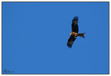 Milan royal - Red kite