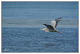 Grand héron - Great blue Heron