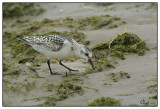 Bcasseau sanderling